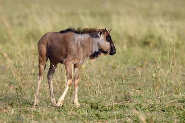 Blauwe Gnoes Connochaetes Taurinus Ook Wel Gewone Witbaardgnoes Gespikkelde Gnu — Stockfoto