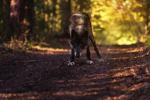 Βορειοδυτικός Λύκος Canis Lupus Occidentalis Στέκεται Στο Δρόμο Και Κοιτάζει — Φωτογραφία Αρχείου