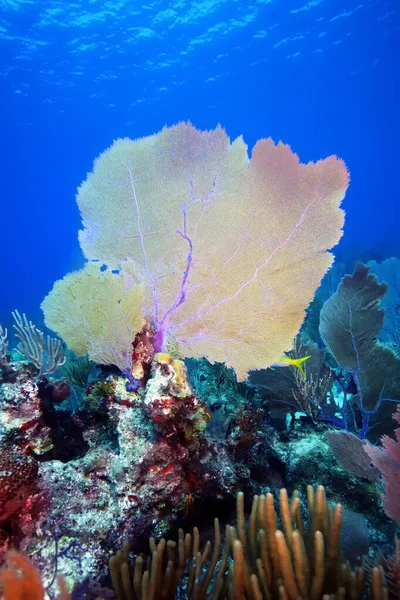 Grand Corail Dans Océan Profond Bleu Corail Brillant Des Caraïbes — Photo
