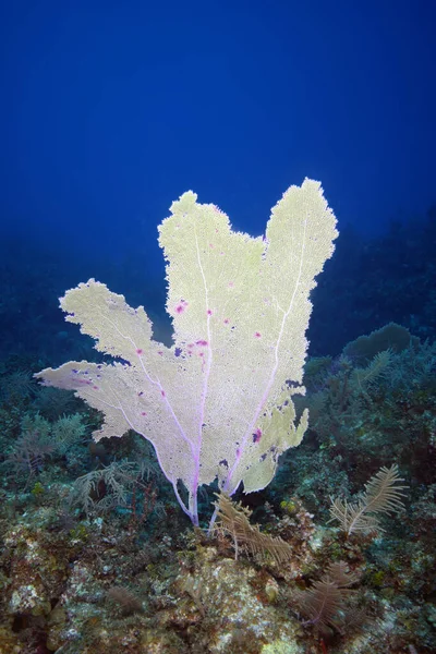 蓝色深海中的大珊瑚来自加勒比的明亮珊瑚 — 图库照片