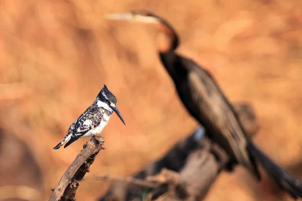 Pied Kingfisher Ceryle Rudis Ágon Afrikai Darter Mint Háttér — Stock Fotó