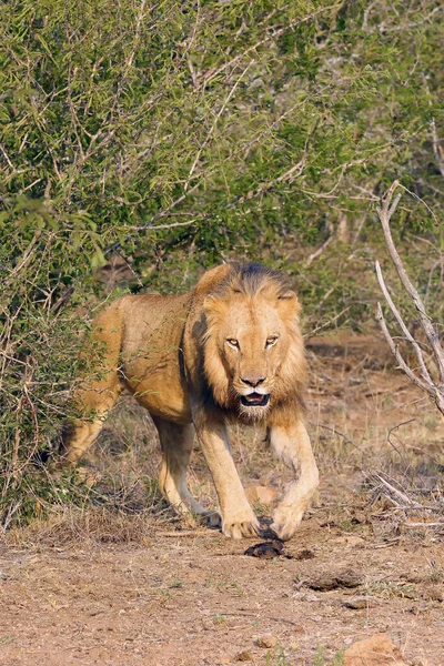 德尔瓦狮子 Panthera Leo Krugeri 也被称为南非狮子 年轻的雄性狮子来自丛林 — 图库照片