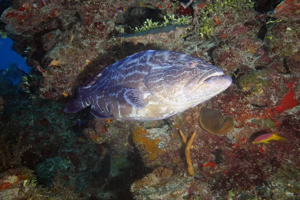 珊瑚礁处的大西洋金雀花石斑鱼 Itajara Epinephelus Itajara 水下摄影 — 图库照片