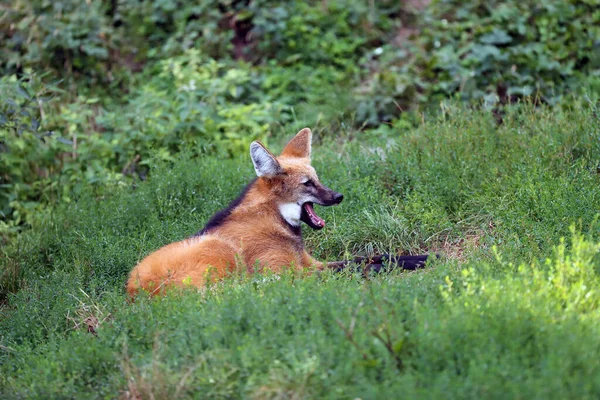 Maned Wolf Chrysocyon Brachyurus Lying Thick Grass Its Mouth Open — Stock Photo, Image