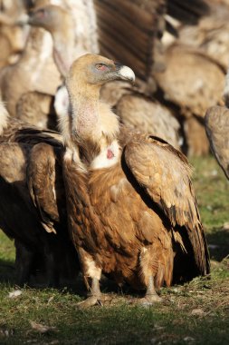Griffon akbabası (Gyps fulvus) diğer akbabaların arka planında yerde oturuyor.