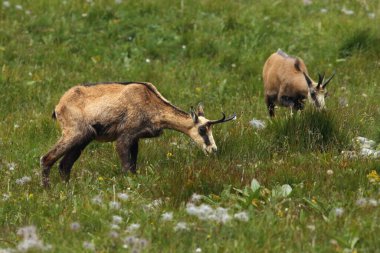 Tatra çadırı (Rupicapra rupicapra tatrica) bir dağ çayırında duruyor.