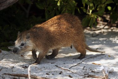 Desmarest 'in hutiası (Capromys pilorides), ayrıca mangrov çalılarının altındaki sahilde Küba hutisi olarak da bilinir.