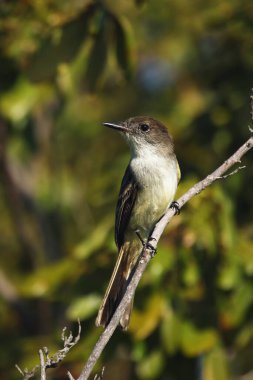 La Sagra sinekkapanı (Myiarchus sagra) dalda oturuyor. Küba 'nın etrafındaki adalarda bir dalda ötücü kuş.