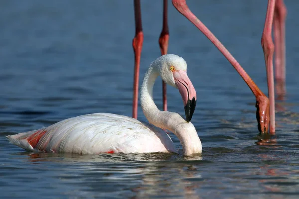 Grotere Flamingo Phoenicopterus Roseus Schoonmaken Het Water Met Druppels Water — Stockfoto