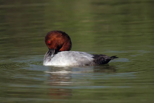 Common Pochard Aythya Ferina Swimming Water Colorful Duck Red Head — Stock Photo, Image