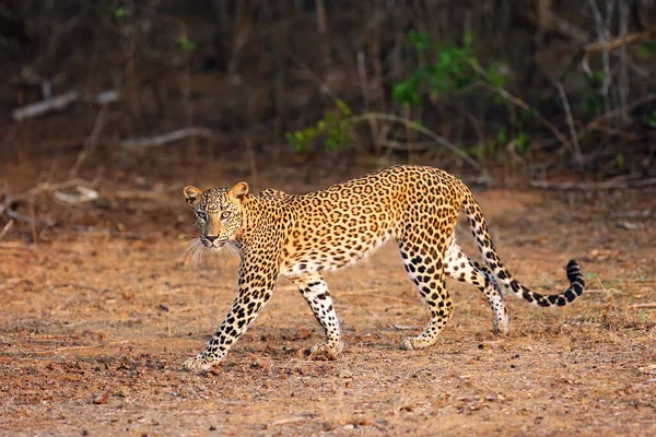 Sri Lanka Lampart Panthera Pardus Kotiya Młoda Samica Przybywa Krzaków — Zdjęcie stockowe