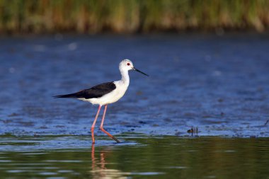 Siyah kanatlı stilt, yaygın stilt, veya sığ bir lagün içinde (Himantopus himantopus) ince stilt. Arka planda mavi yüzey ile su içinde iskele stili.