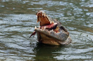 Nil timsahı (Crocodylus niloticus) suyun üzerinde bir balık yutar. Avı açık çenesinde olan büyük bir Afrika timsahı..