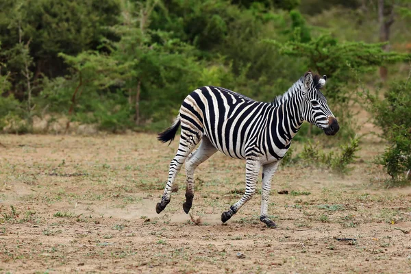 Síkság Zebra Equus Quagga Korábban Equus Burchellii Más Néven Közönséges — Stock Fotó