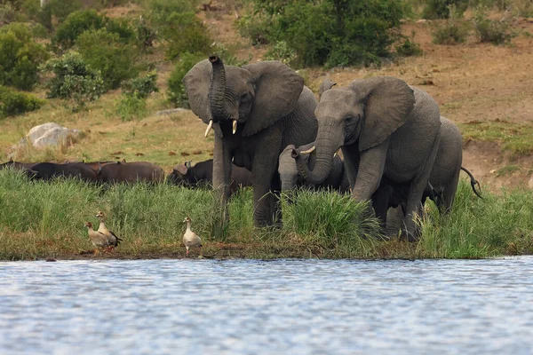 아프리카의 아프리카코끼리 Loxodonta Africana 코끼리 Loxodonta Africana 물웅덩이로 뒤에는 들소와 — 스톡 사진