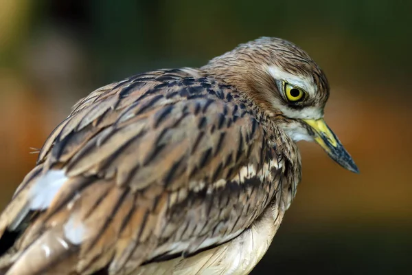Eurasian Stone Curlew Eurasian Thick Knee Simply Stone Curlew Burhinus — Stock Photo, Image