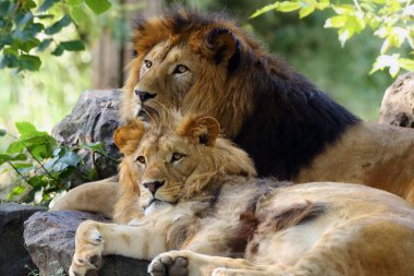 Barbar aslan (Panthera leo leo), Afrika aslanının soyu tükenmiş alt türünün baba ve oğludur. Büyük bir aslan ve küçük oğlu bir taşın üzerinde dinleniyor..