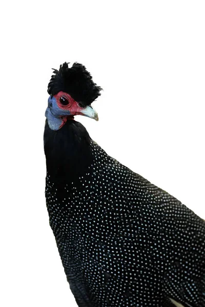 Crested Guineafowl Guttera Pucherani Isolated Portrait Portrait Rare Guinea Fowl — Stock Photo, Image