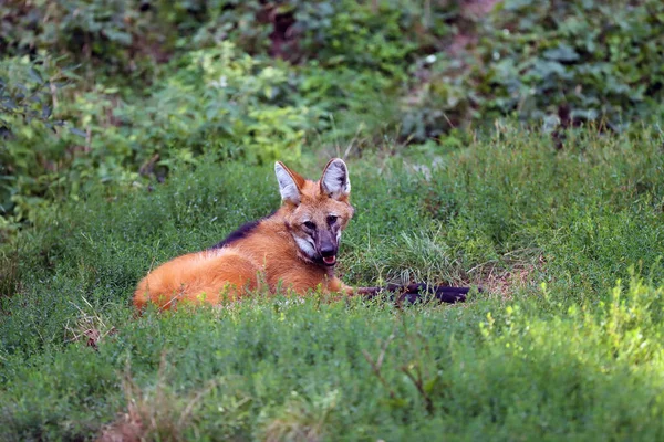 Lobo Mellizo Chrysocyon Brachyurus Acostado Una Espesa Hierba Bestia Canina — Foto de Stock