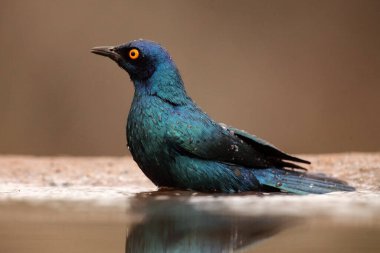Pelerin sığırcığı, kırmızı omuzlu parıltılı sığırcık veya Pelerinli sığırcık (Lamprotornis nitens) gölette yıkanır.