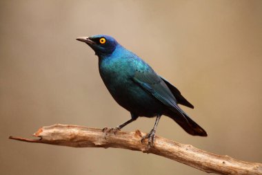 Burun sığırcığı, kırmızı omuzlu parıltılı sığırcık ya da Pelerinli sığırcık (Lamprotornis nitens) kaş arka planına sahip dalda oturur.