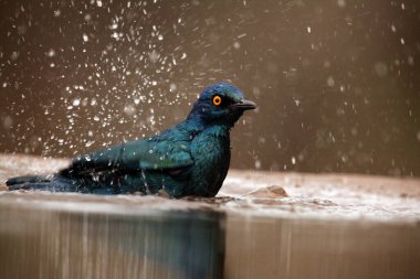 Pelerin sığırcığı, kırmızı omuzlu parıltılı sığırcık veya Pelerinli sığırcık (Lamprotornis nitens) gölette yıkanır..