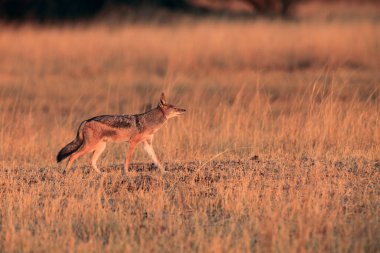 Sabah güneşinin altında koşan siyah sırtlı çakal (Canis mesomelas) savana 'yı aydınlattı. Sarı çimenlerde koşan yetişkin bir çakal..