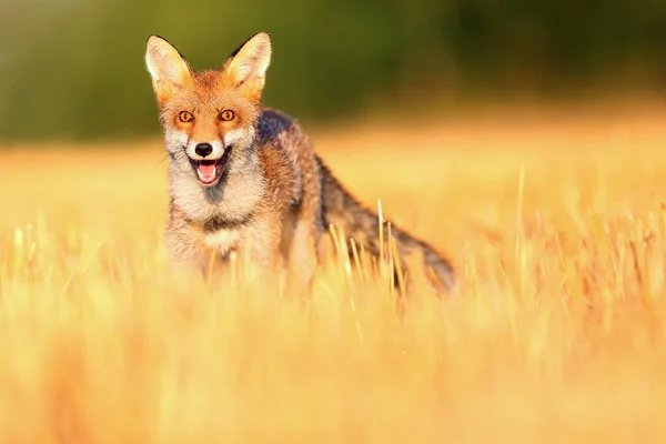 Rotfuchs Vulpes Vulpes Auf Einem Frisch Gemähten Stoppel Porträt Eines — Stockfoto