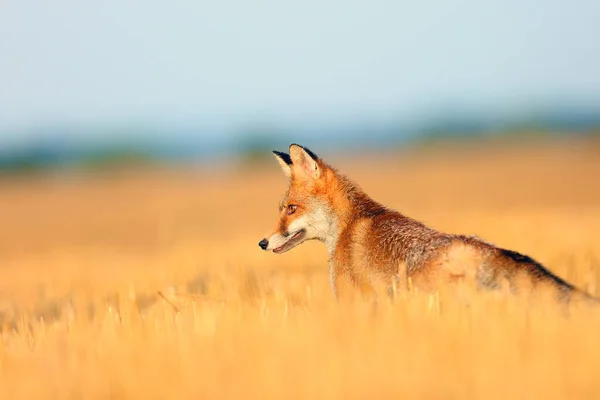 Zorro Rojo Vulpes Vulpes Rastrojo Recién Segado Retrato Zorro Joven — Foto de Stock