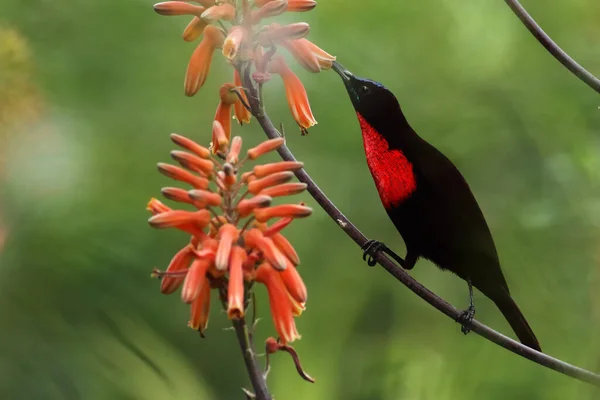 Красногрудая Солнечная Птица Chalcomitra Senegalensis Пьет Нектар Цветка — стоковое фото