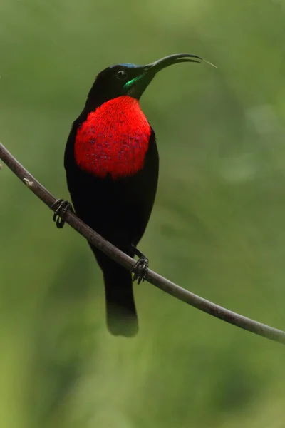 在枝条上的一种红色胸部的太阳鸟 Chalcomitra Senegalensis — 图库照片