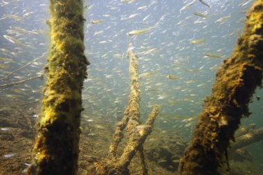 Genellikle Avrupa levreği olarak bilinen tünek (Perca fluviatilis) su altı sürüsü tarafından incelenmiştir. Sığ sularda büyük bir balık sürüsü.