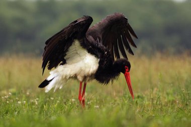 Kara leylek (Ciconia nigra) yeşil çimlerde kurumuş bir kanat. Yeşil arka planda geniş kanatlı büyük siyah kuş..