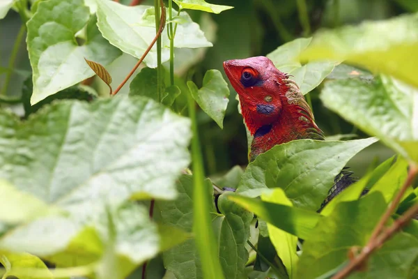 Lézard Forestier Commun Calotes Calotes Dans Les Feuilles Vertes Gros — Photo