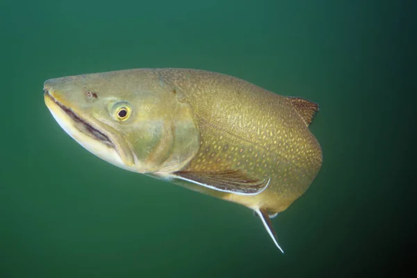 Arctic char or Arctic charr (Salvelinus alpinus) swimming underwater. The head of a large cold-water fish photographed underwater while diving.