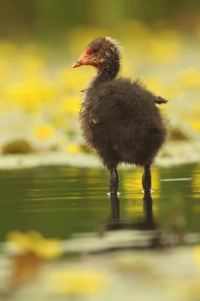 Eurasian Coot Fulica Atra Also Known Coot Young Lakeshore Shabby — Stock Photo, Image