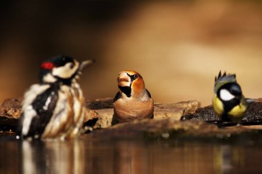 The hawfinch (Coccothraustes coccothraustes) sitting, drinking and bathing with great tit (Parus major) and great spotted woodpecker (Dendrocopos major) on the bank of small pond in the forest
