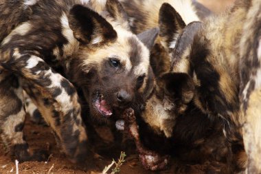 Afrika vahşi köpek, Afrika av köpeği, Afrika boyalı köpeği veya boyalı kurt (Lycaon pictus) sürüsü domuz leşi ile beslenir.