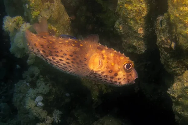 Spot Fin Porcupinefish Diodon Hystrix Dark Reef — Stock Photo, Image