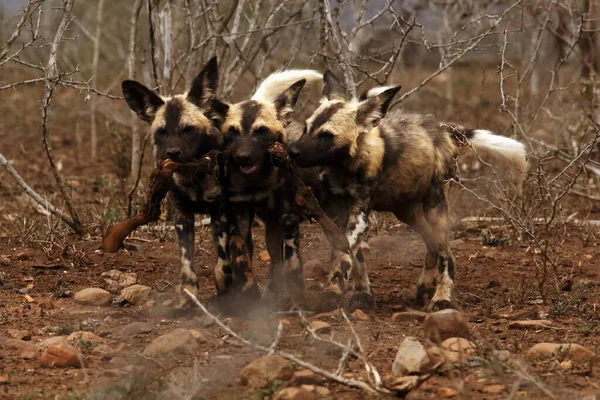 The African wild dog, African hunting dog, African painted dog, Cape hunting dog or painted wolf (Lycaon pictus) three young dogs fighting for scraps of prey