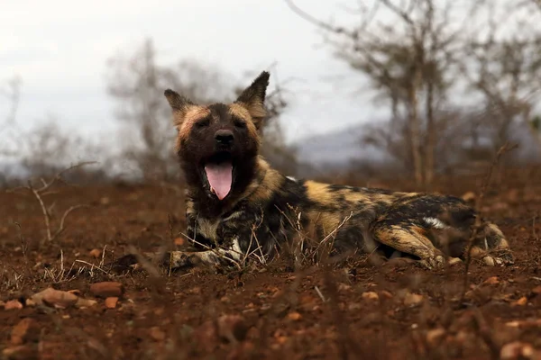 Perro Salvaje Africano Africano Caza Africano Pintado Perro Caza Del — Foto de Stock