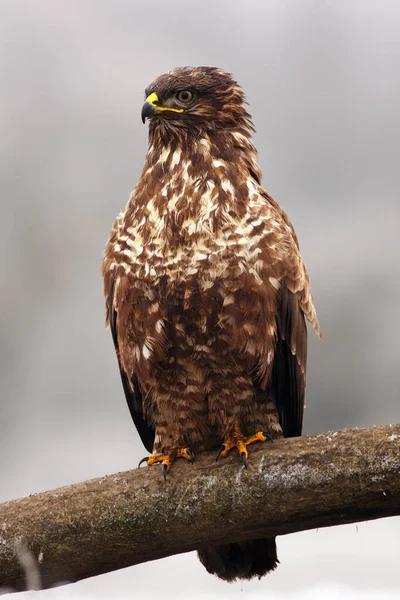 Звичайний Гребінь Buto Buteo Сидить Гілці Зимовий Час — стокове фото