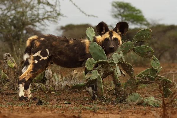 Африканская Дикая Собака Африканская Охота Африканская Покрашенная Охотничья Собака Мысе — стоковое фото
