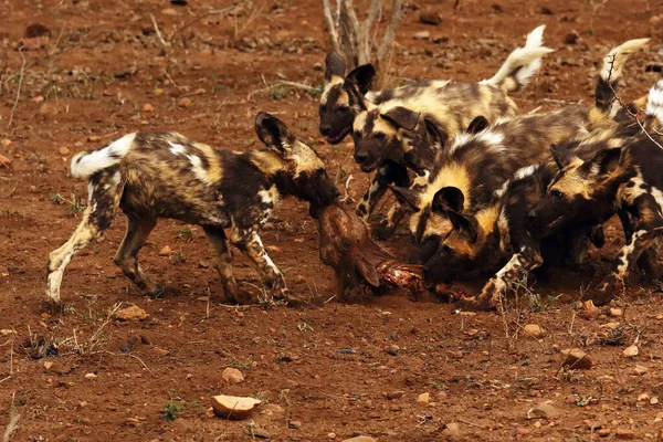 Förpackningen Med Valpar Afrikansk Vildhund Afrikansk Jakthund Afrikansk Målad Hund — Stockfoto