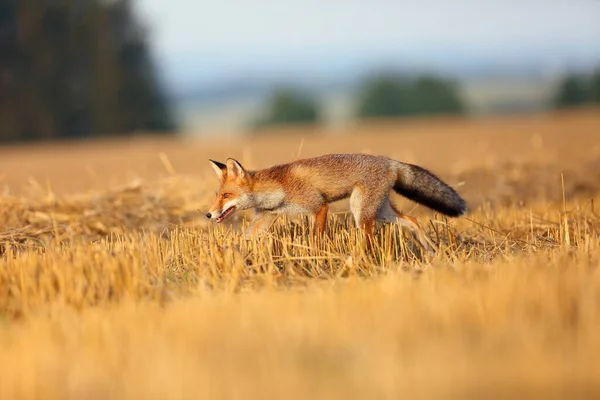 Volpe Rossa Vulpes Vulpes Uno Stoppie Appena Falciato Giovane Volpe — Foto Stock