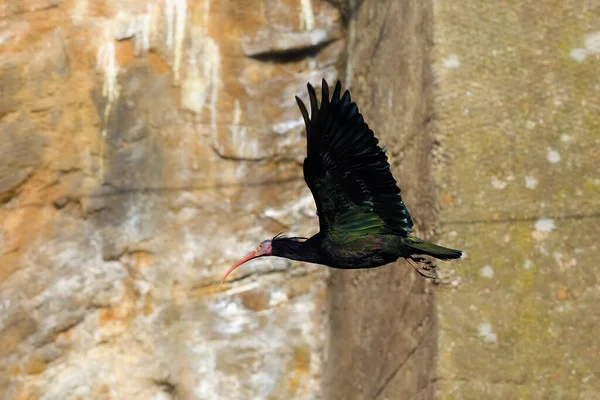 따오기인 따오기는 바위와 콘크리트 주위를 다닙니다 주위를 날아다닌다 — 스톡 사진