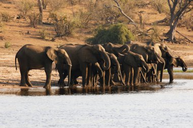 Afrika çalı fili (Loxodonta africana), nehirden su içen bir aile..