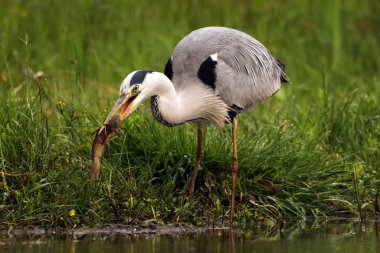 Gagasında balık olan gri balıkçıl (Ardea cinerea). Gagasında yayın balığı olan Büyük Gri Balıkçıl.