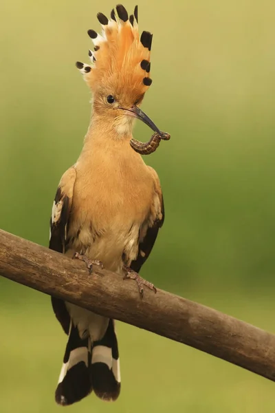 Hoopoe Épocas Upupa Sentado Ramo Com Verme Seu Bico Com — Fotografia de Stock