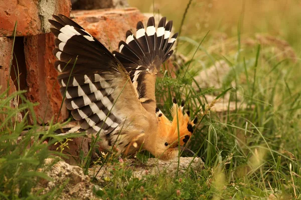 Hoopoe Épocas Upupa Flexionando Suas Asas Frente Ninho Monte Escombros — Fotografia de Stock